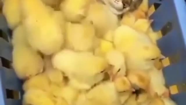 That's how you need to relax with chicks