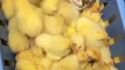 That's how you need to relax with chicks