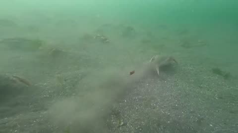 Crab Rodeo_Diving for Dungeness