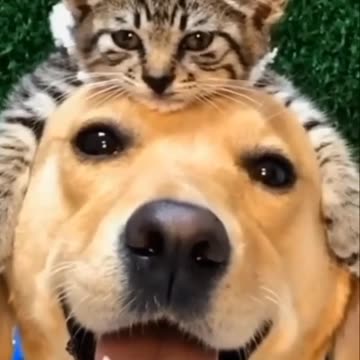 Cats dogs funny animal