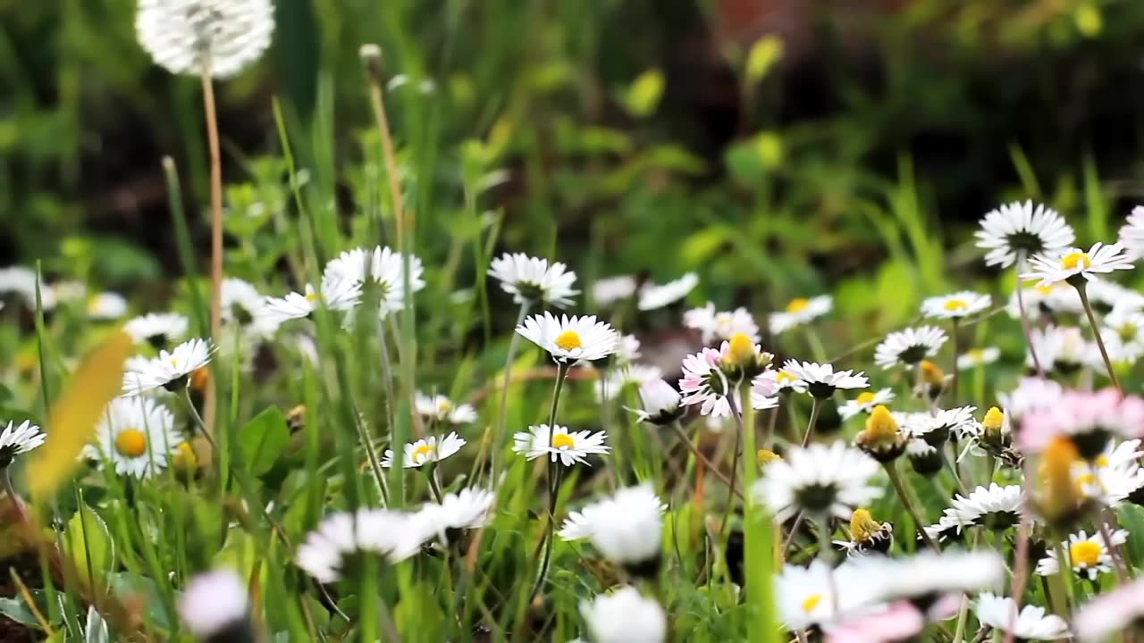 Flower video | Amazing nature