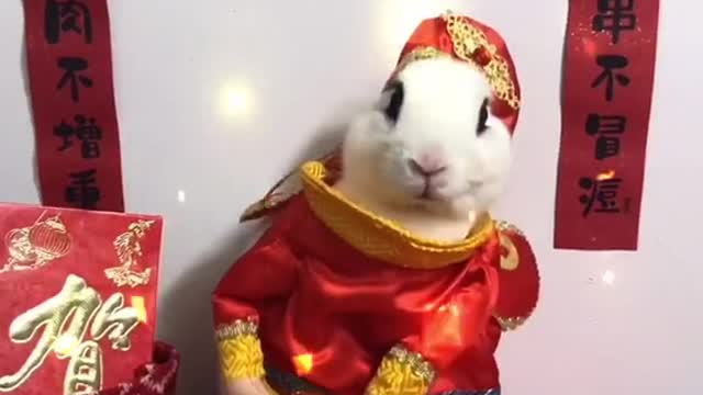Rat, you are lucky enough to see us
