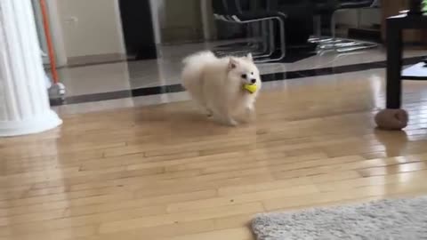 Cute puppy playing with ball