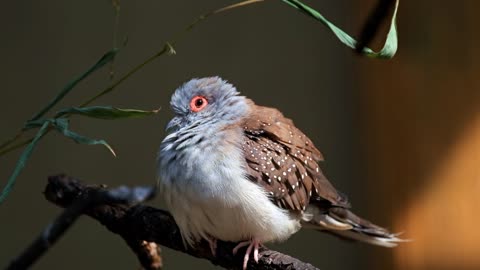 Amazon jungal birds video