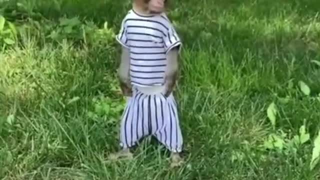 funny animal videos#shorts