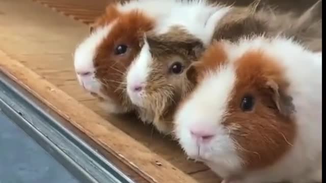 living in harmony