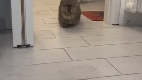 Cute and funny cat video.