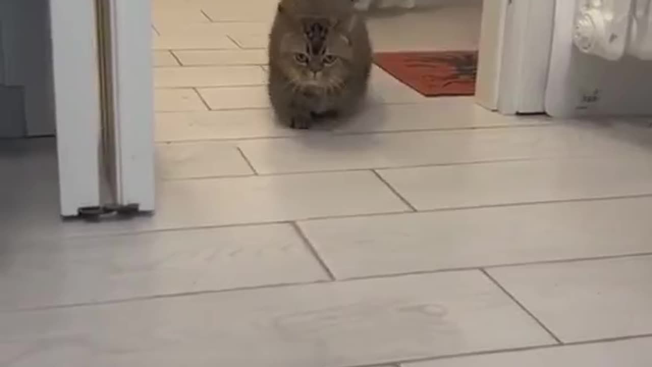 Cute and funny cat video.