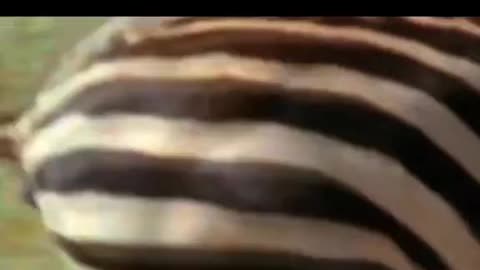 Animals video