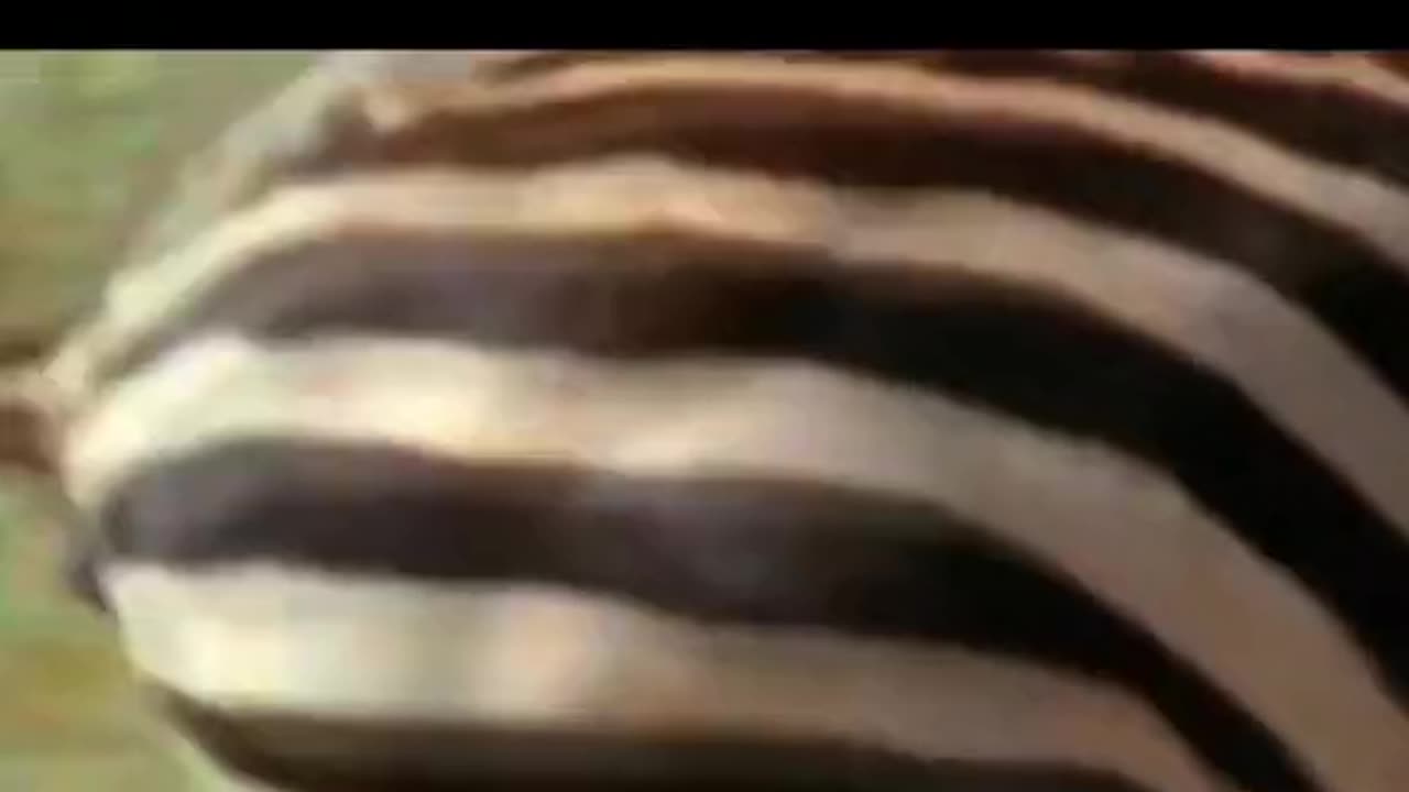 Animals video