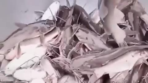 This is a beautiful and charming water-dwelling species