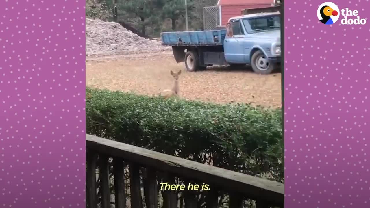 Fawn Comes To Lady's Door Every Morning | The Dodo Little But Fierce