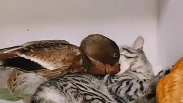 #funny video fighting between animals