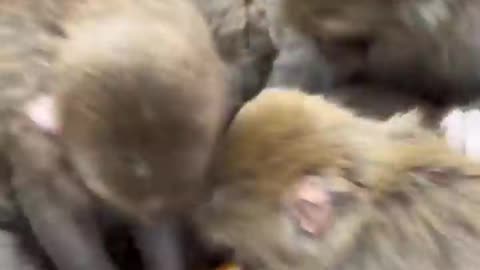 crazy to see bread MONKEY ^