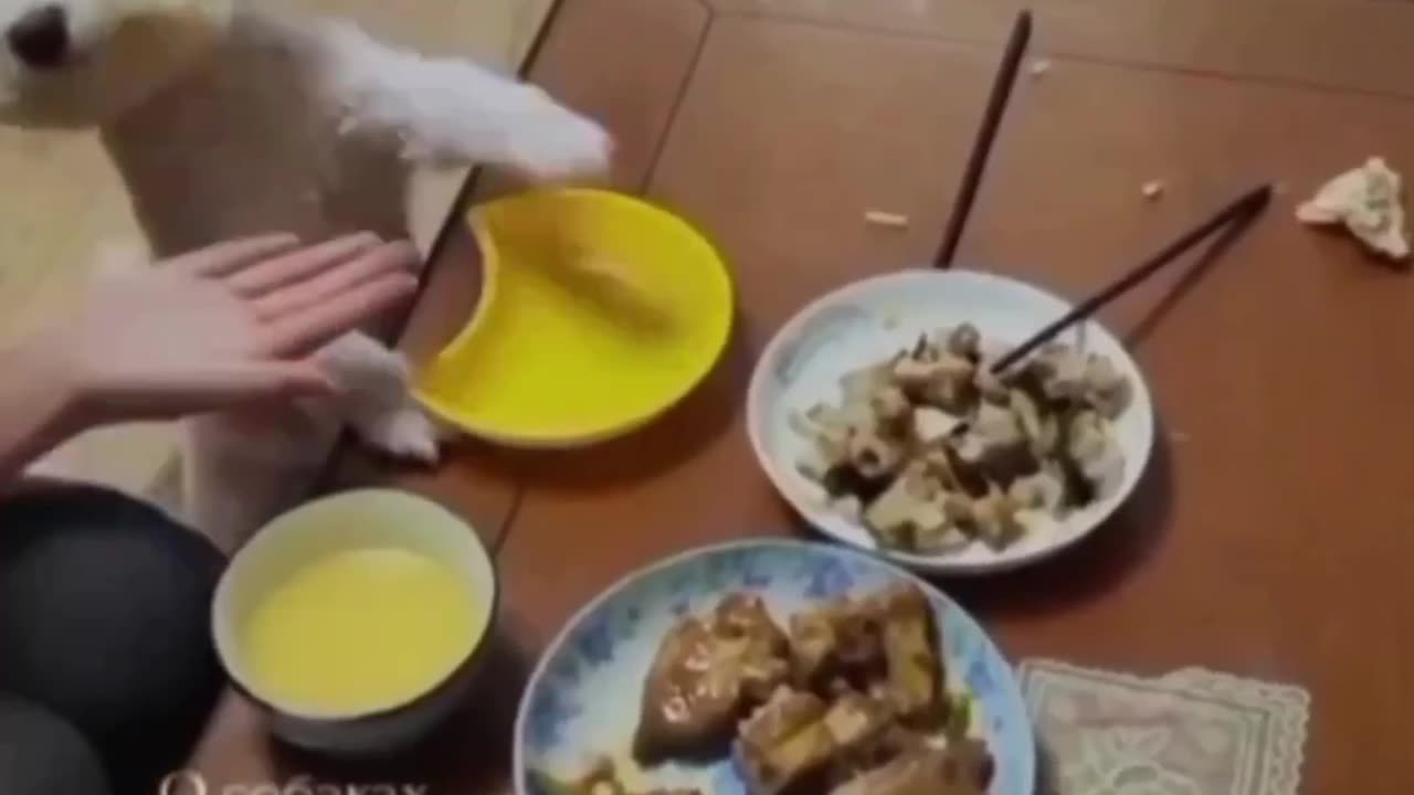 Dog claiming lunch