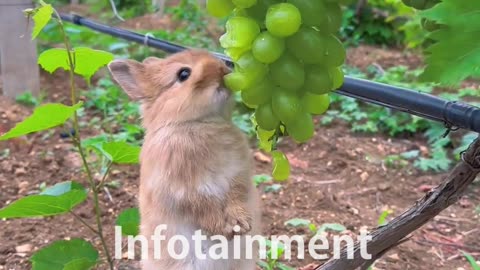 Grapes are Tasty