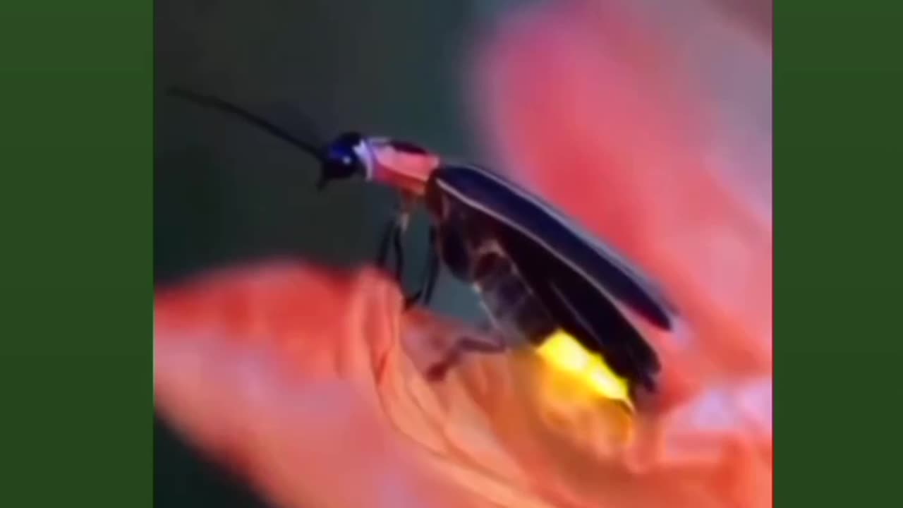 fireflies glowing beautiful view ❤️