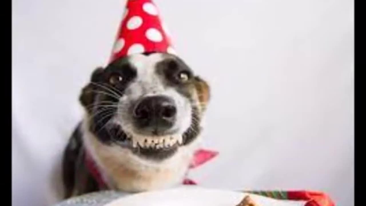 Happy Birthday Dog Lover!