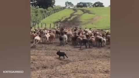 When Your Dog Forgets How to Be Dogs😂 Funniest Dog Ever!