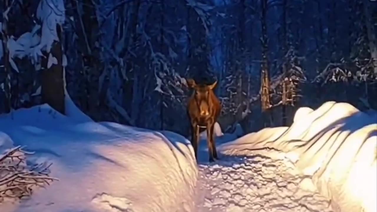 MOOSE VS SNOWMOBILE