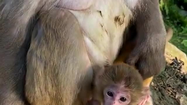 Cute Monkey China & Funny Love monkey| Animals Love #Short (331)