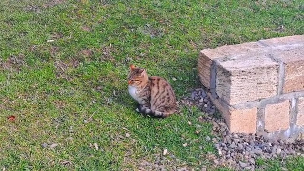 A cute kitten is looking for something in the yard #kitten #babycats #meowing