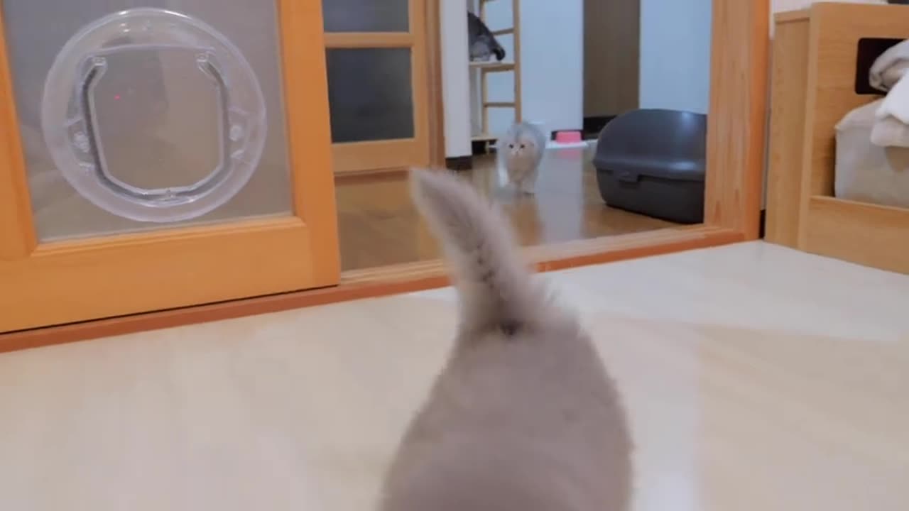 A cute kitten that opens the door on its own and rushes in when its owner is not in sight.