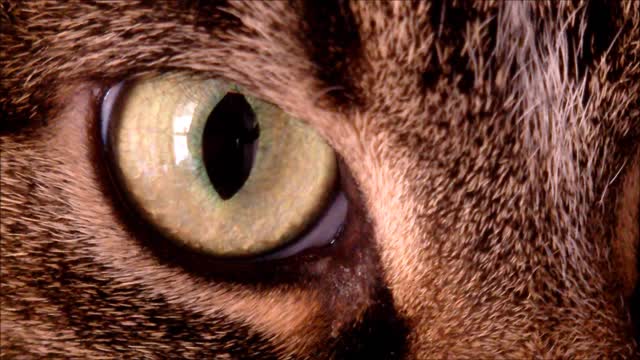 Look at the beauty of the cat's eye closely