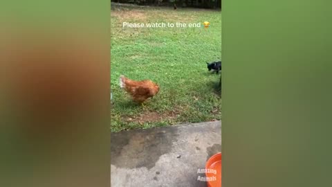 Chicken Wants To Bite Dog🐔🐶 - Funniest Animals Videos