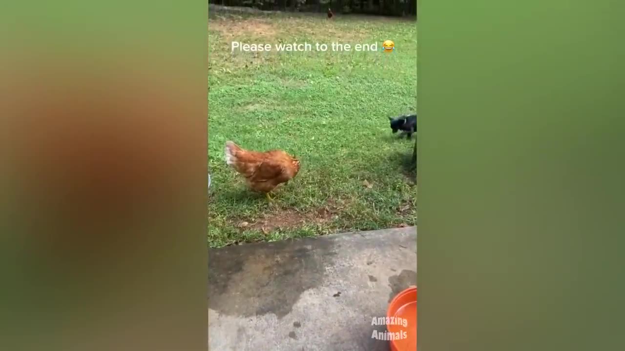 Chicken Wants To Bite Dog🐔🐶 - Funniest Animals Videos