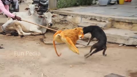Dog's reaction video after seeing fake lion Part 02