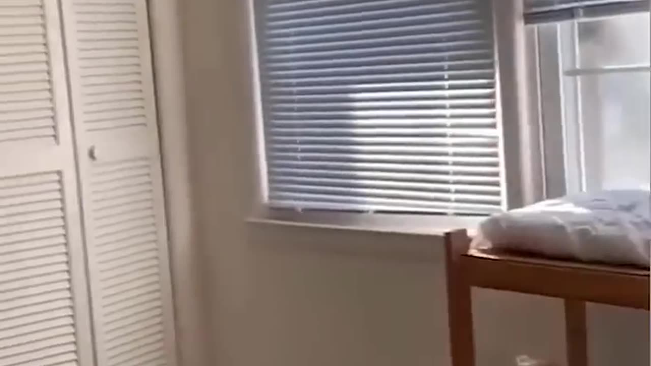 funny pets