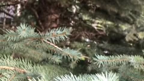 Common tree, who can give me the Latin