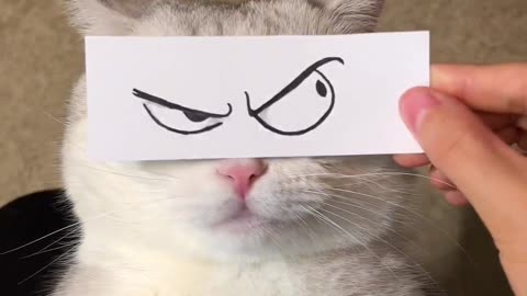 Cat emotions using eyes