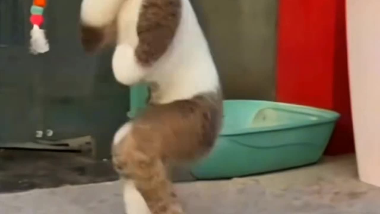 Dancing cat 😆🤣😆😄