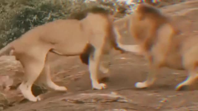 Lion Fights🤞 💞