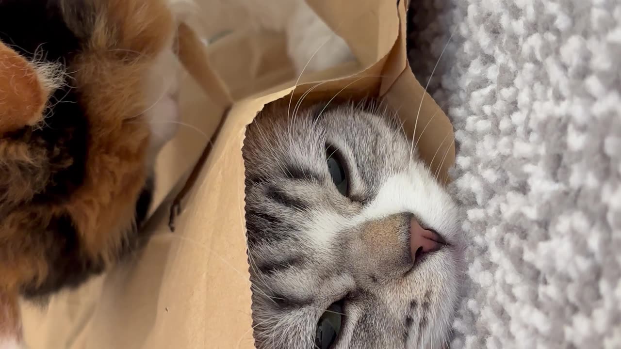 Cat Hides While Sibling Paws At Packaging