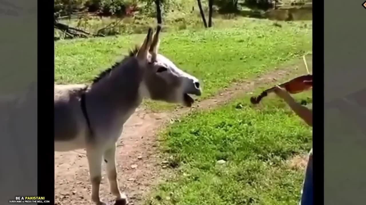Funniest Animals Moments