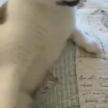 Cat Being Filmed And Not Liking It, Ends Biting - TikTok Cats (Funny Animals #338)
