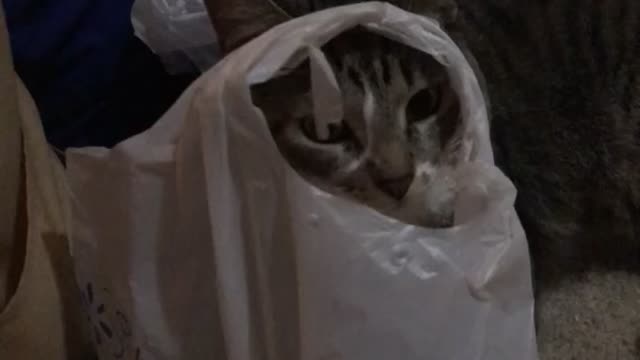 Kitty plays with plastic bag