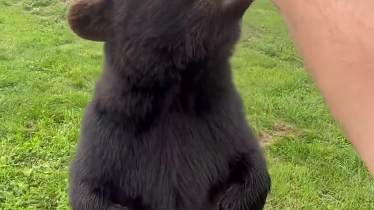 These bears ARE 100% real! #animals #coolanimals #bears #shorts