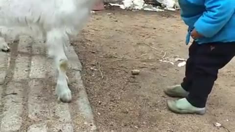 Baby play with goat