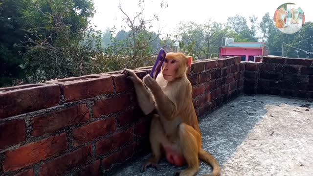 Mirror Vs Monkeys | OMG Very Very Funny,Comedy And Cute Reactions By Monkeys-Part -1