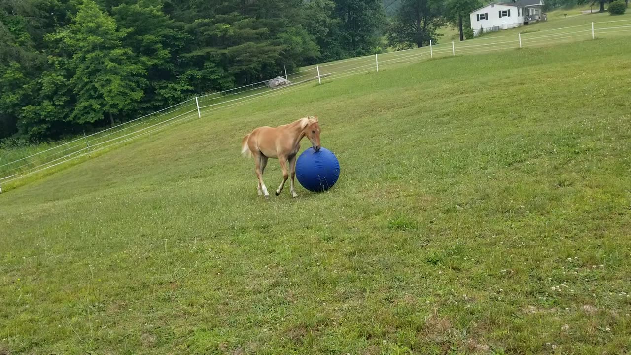 Blue ball magic 101.1