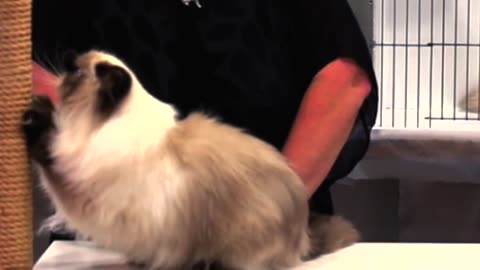 Funny Animal videos