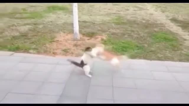 Kung Fu Cat😂