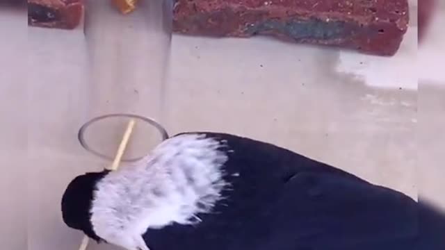 Very smart bird