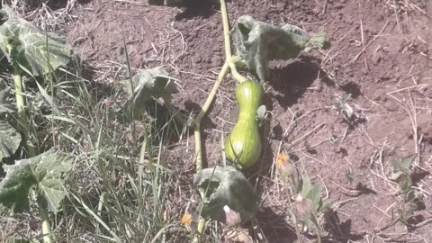 The first pumpkin appeared