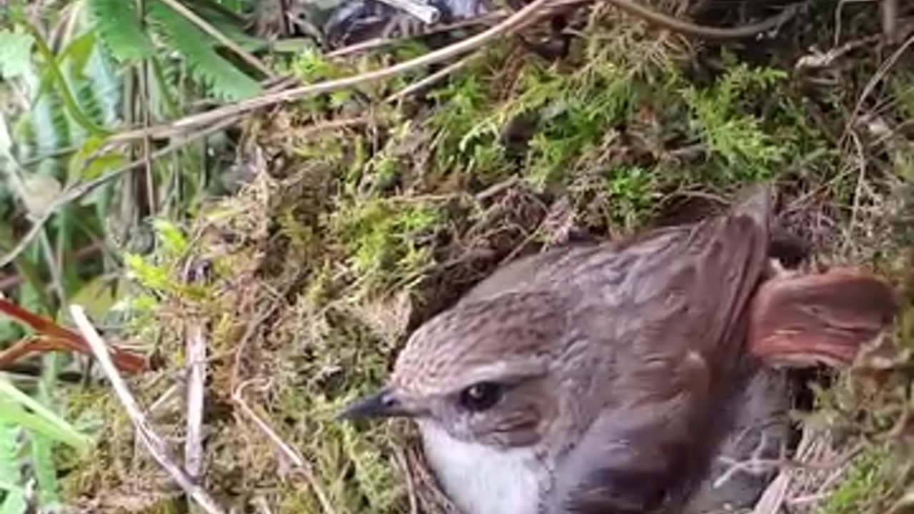 So beautiful small birds singing so great