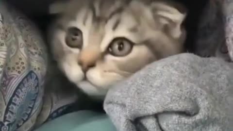 Cute Cats Videos